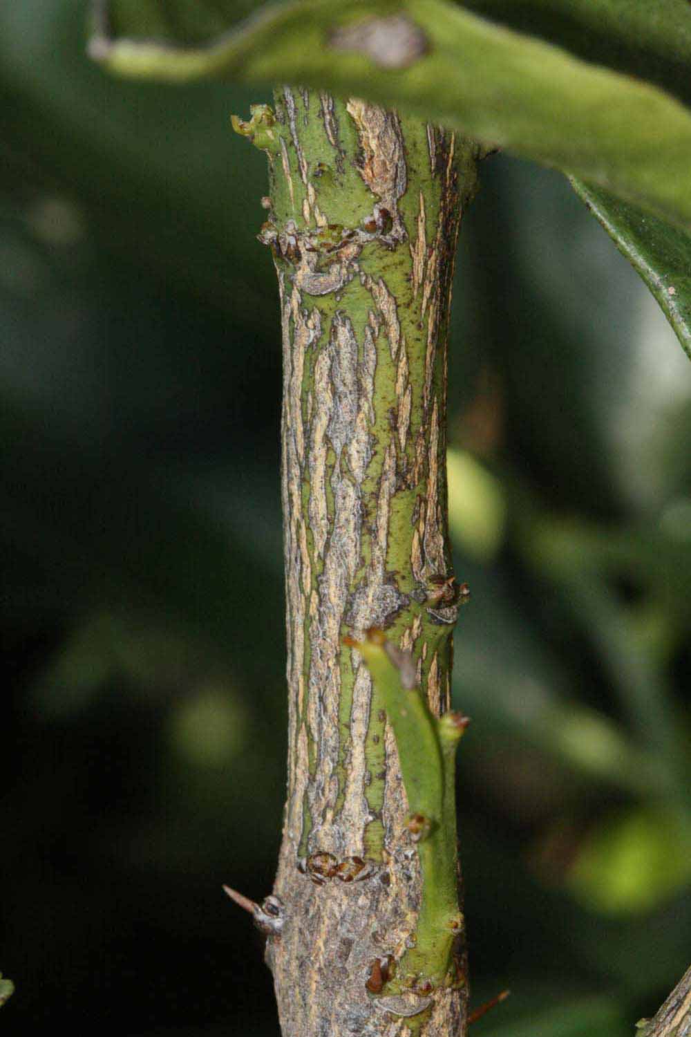              Second - third year twig (Riverside, CA)       